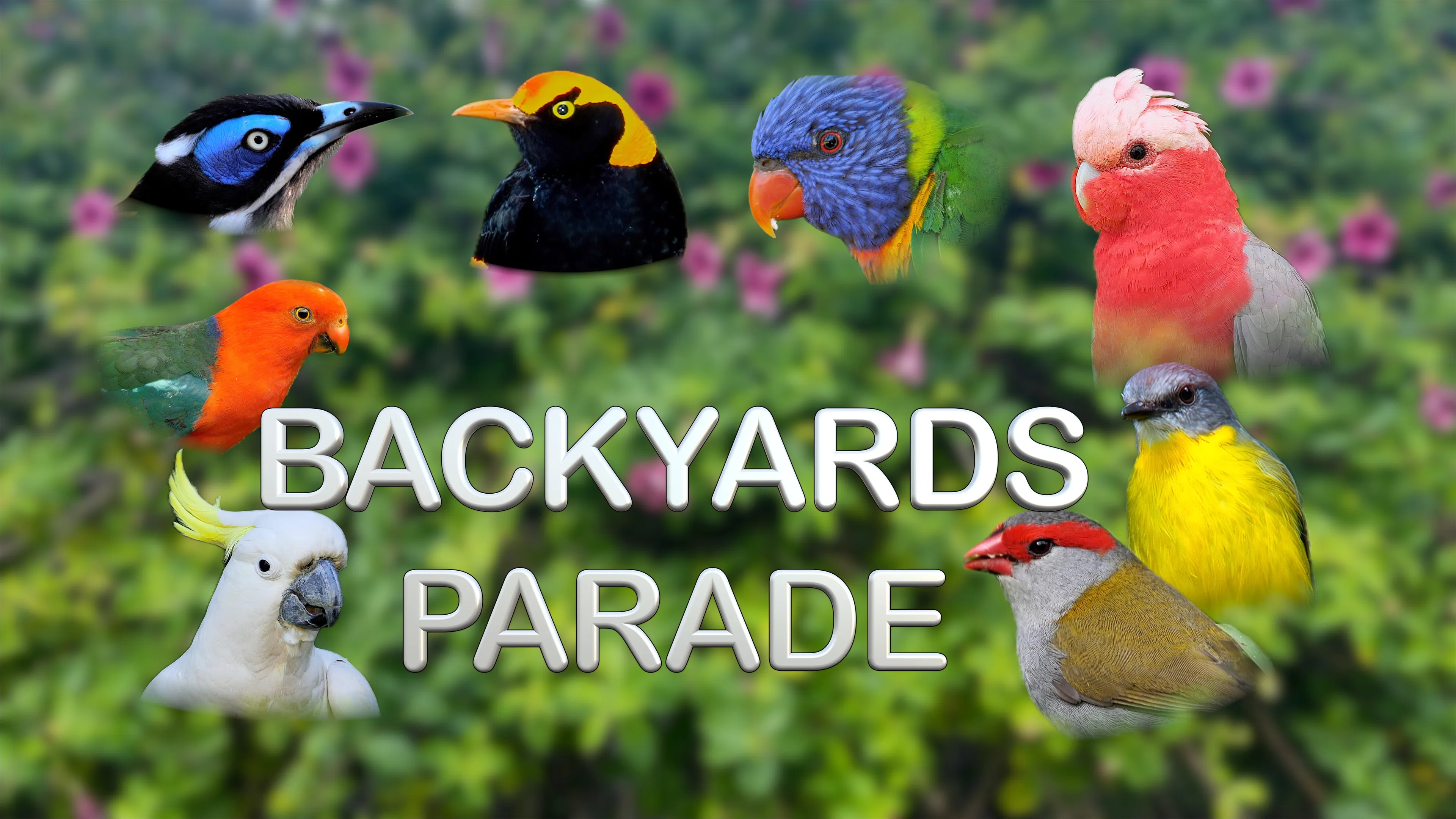 Backyards Parade poster